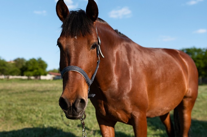 Конный клуб выплатит 210 тысяч рублей за падение матери и сына с лошади в Ясенево