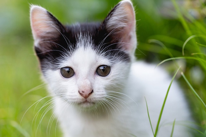 В Москве спасатели вызволили двух котят, застрявших под капотом автомобиля