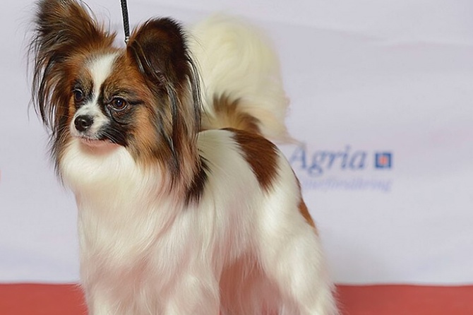 Мошенники требуют выкуп у владелицы сбежавшей из поезда под Воронежем собаки