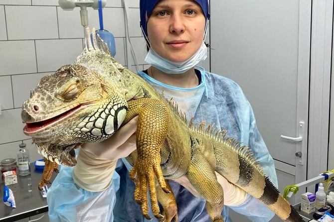 Московские ветврачи спасли игуану, сломавшую пальцы во время драки с зеркалом