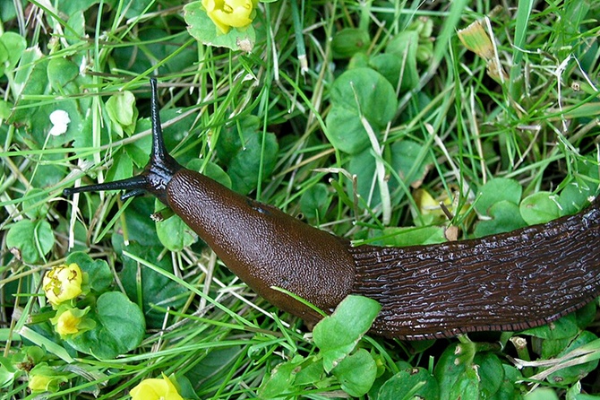 В 2026 году Подмосковье ждет нашествие испанских слизней