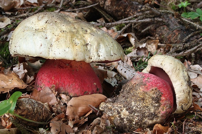 Врач предостерегла россиян от сбора смертельно опасного двойника боровика