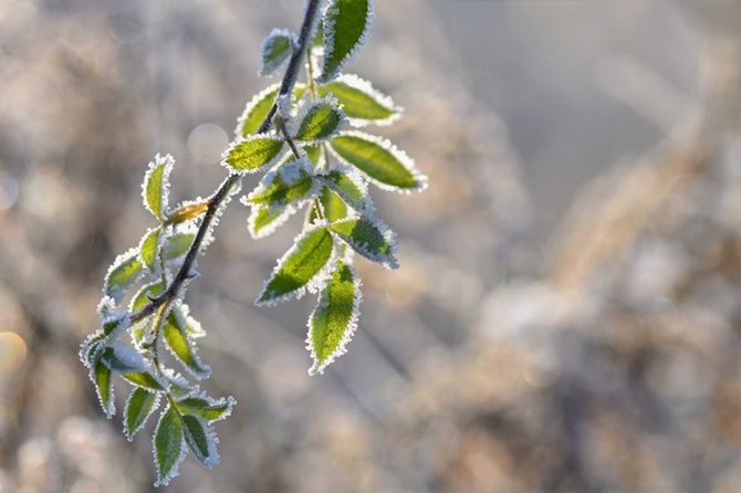 Заморозки до -4 градусов ожидаются в Московском регионе на этой неделе