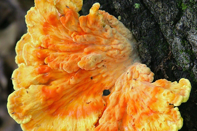 В Подмосковье заметили весенний трутовик: грибникам рассказали, что еще можно найти в лесах региона