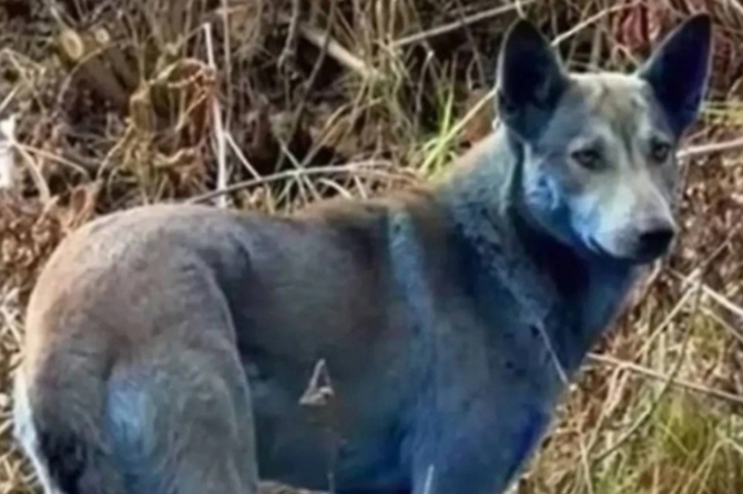 Синий пес-мутант в Чернобыле оказался маркетинговым трюком