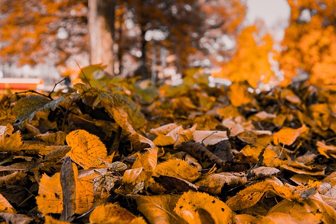 Ясная погода без осадков ожидается в Москве 2 октября