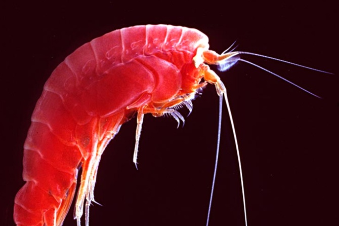 Россияне жалуются на «жалящий» планктон на курортах Таиланда