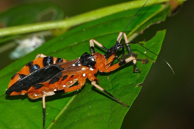 Россиянин пострадал от укуса клопа-убийцы во время отдыха в Таиланде