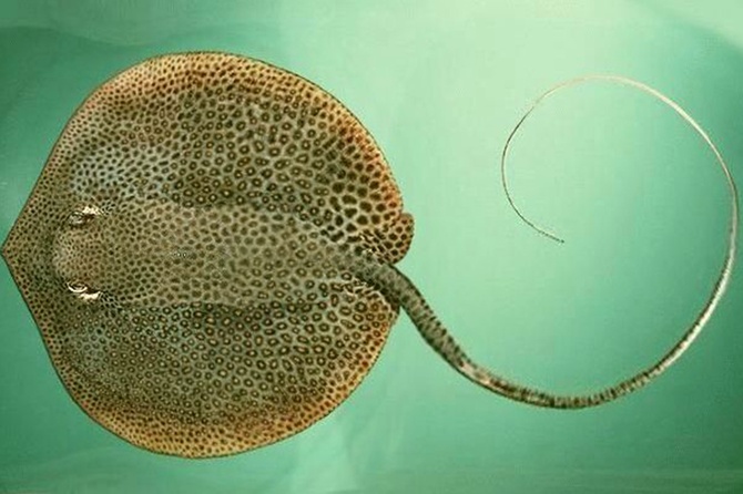 Пенсионерка из Подмосковья едва не погибла при готовке экзотической рыбы