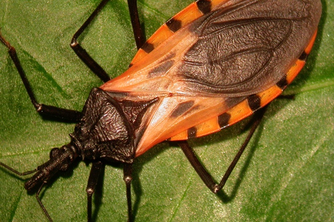 Инфекционист рассказала, чем опасен «поцелуйный клещ»