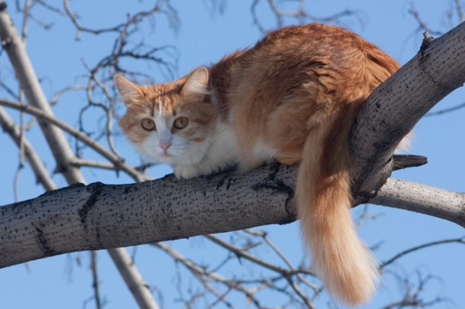 В Троицке спасли просидевшего на дереве неделю кота