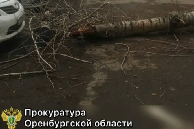 Жительница Оренбурга получила тяжелые травмы после падения дерева