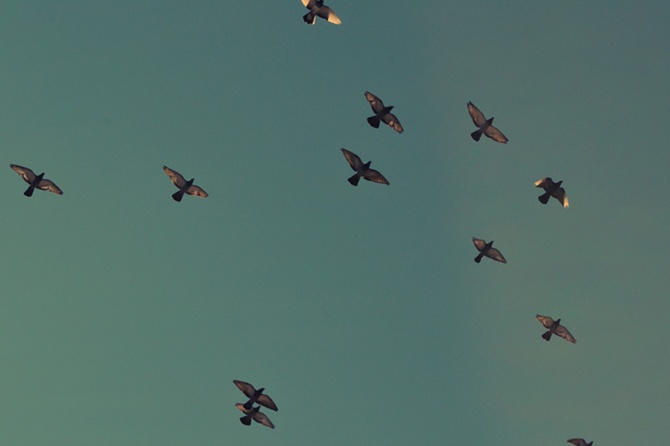 «Способны к обучению»: нейробиолог оценил шансы голубей-биодронов против БПЛА