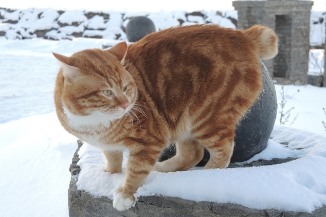 Курильский бобтейл