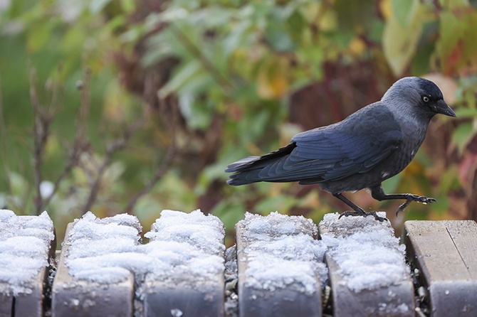 Вильфанд пообещал аномальную погоду в Москве для начала декабря