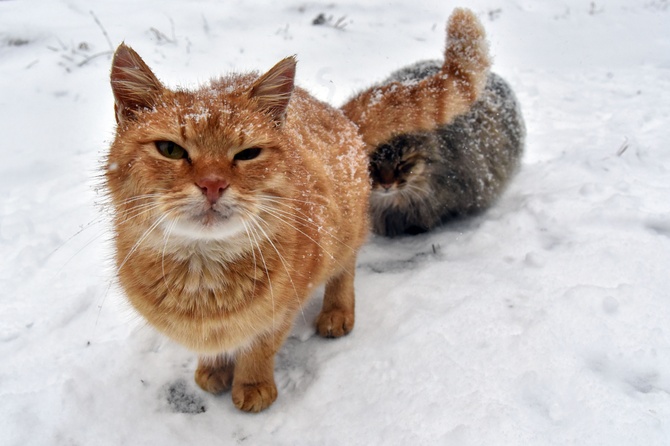 Ветеринар предупредил об опасности для кошек принесенного с улицы снега