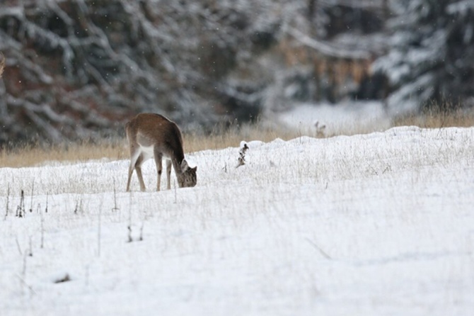 Рыбак из Новосибирской области спас косулю от гибели на морозе