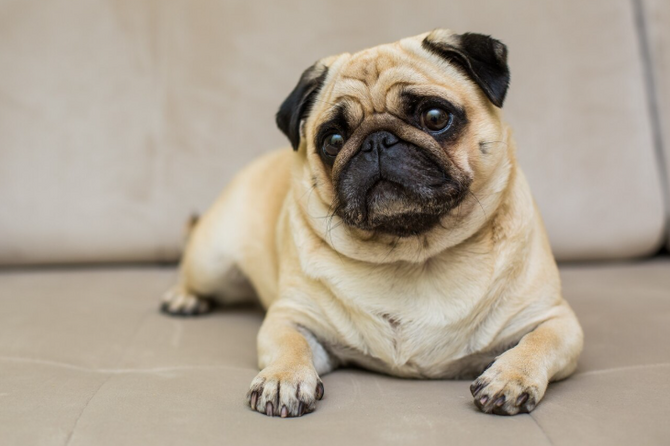 Мопс умер во время сеанса в московском груминг-салоне