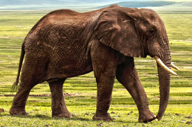 На Шри-Ланке слон напал на супружескую пару из России