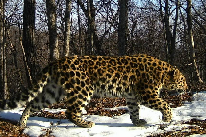 Дикий леопард объявил охоту на домашних животных в Приморье