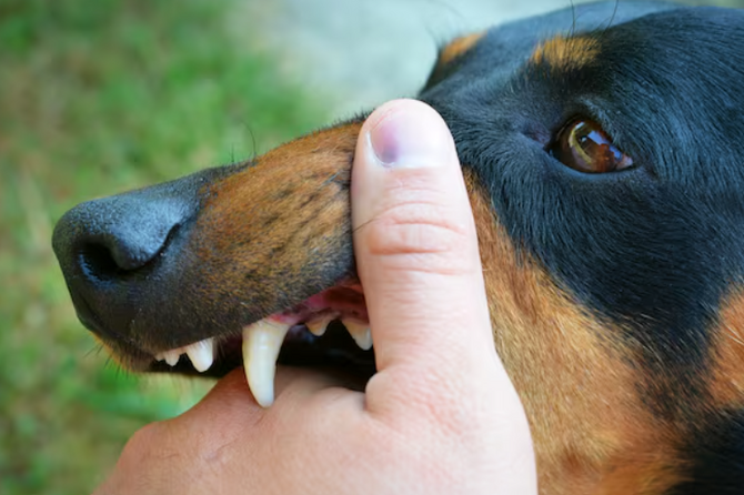 Ветеринар Агажанов: бешенство может передаваться без контакта с больным животным