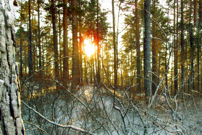 Волонтеры возобновили поиски пропавшей семьи Усольцевых