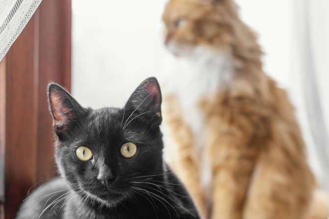 Два кота едва не лишили квартиры жительницу Подмосковья