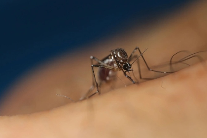 Москву и область ждет нашествие комаров этой весной