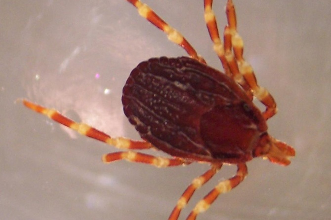 Энтомолог рассказал, чем опасны найденные в России клещи-гиганты