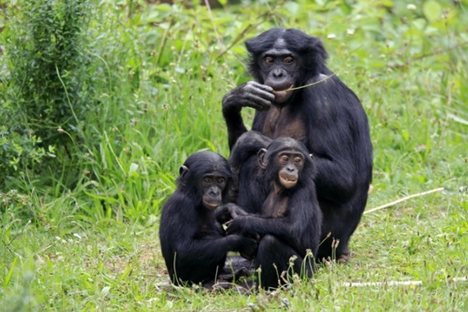Врач рассказала, чем опасна оспа обезьян и как распознать ее симптомы