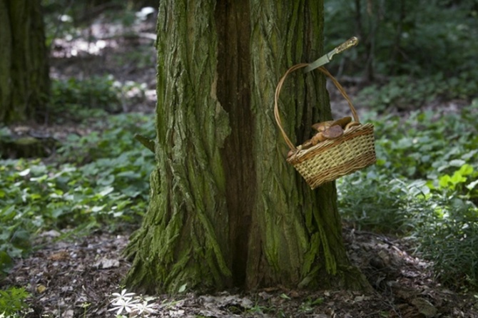 Эксперт заявил о скором начале грибного сезона в Подмосковье