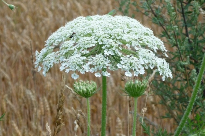 Россиянам напомнили о больших штрафах за борщевик и другие опасные растения на участках