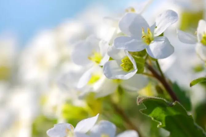 Новый антициклон принесет в Москву теплую погоду без осадков 