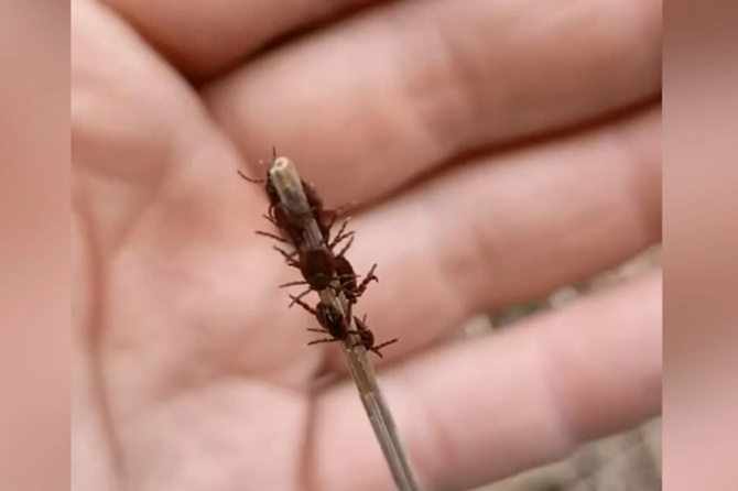 Житель Белоруссии снял с себя 140 клещей после прогулки