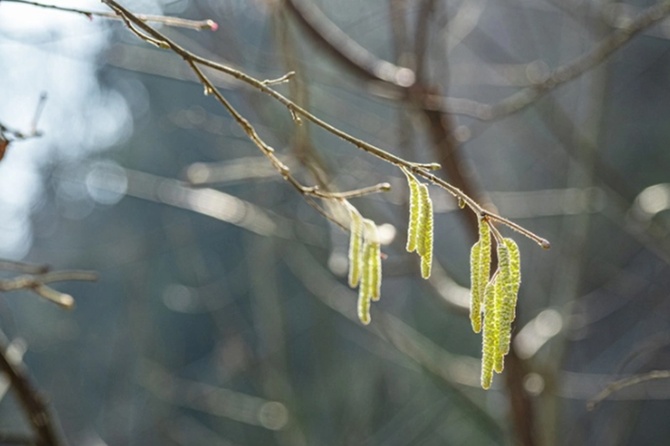 Сезон аллергий начинается в России