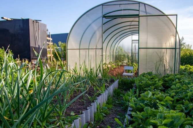 Агроном рассказал, какие овощи можно смело высаживать уже в марте