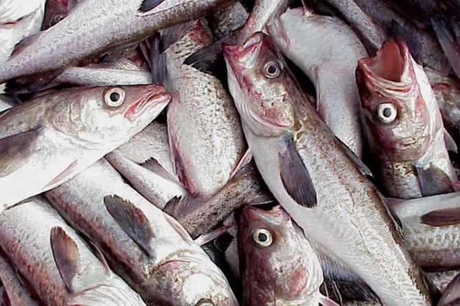 «Просто жадность»: эксперт о ситуации с ценами на минтай в России