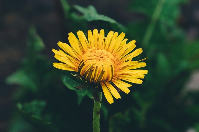 Диетолог рассказала, какие дикорастущие травы помогут восполнить нехватку витаминов весной