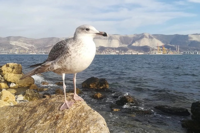 Крупнейший порт страны и отдых от глянца: что посмотреть в Новороссийске