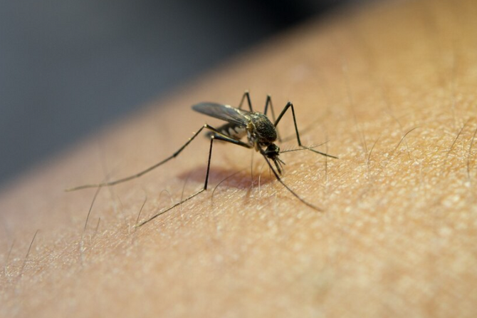 Профессор раскрыл, какие комары являются переносчиками паразитов 