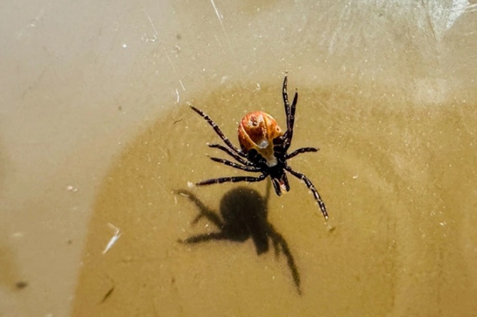 Ветеринар объяснил, почему домашним кошкам нужна защита от клещей даже без прогулок