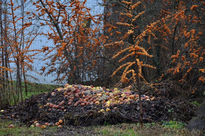 Агроном объяснила, какие отходы нельзя класть в компост