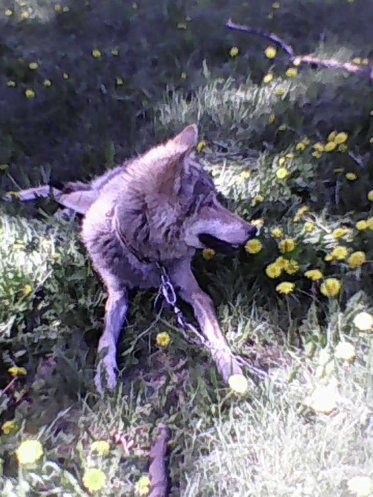 Волк Воланд