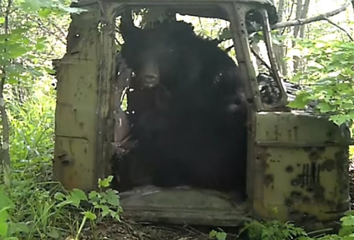 В видеоловушку нацпарка Приморья попали дикие животные, исследующие заброшенный грузовик