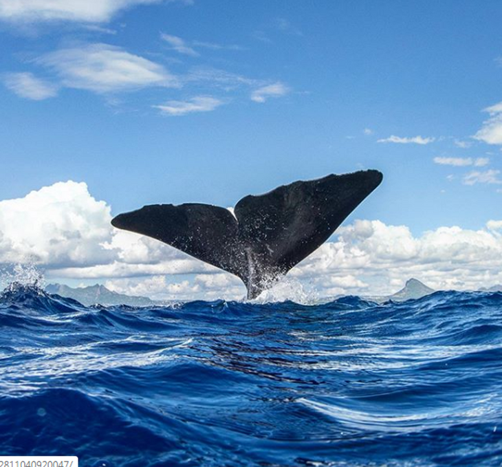 Фотограф рассказал, как с помощью творчества защищает гренландских китов и косаток