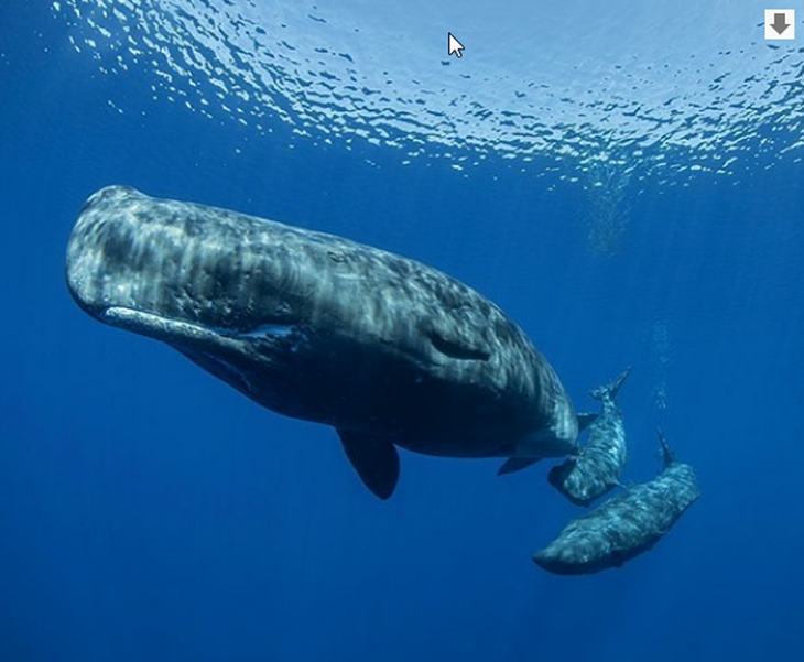 «Самая красивая страна»