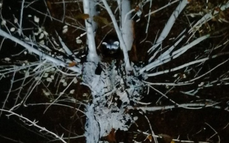 В Красноярске полсотни человек в течение 6 часов снимали с дерева енота 