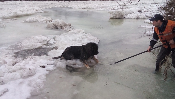 В Москве мужчина провалился под лед, спасая собаку породы кане-корсо