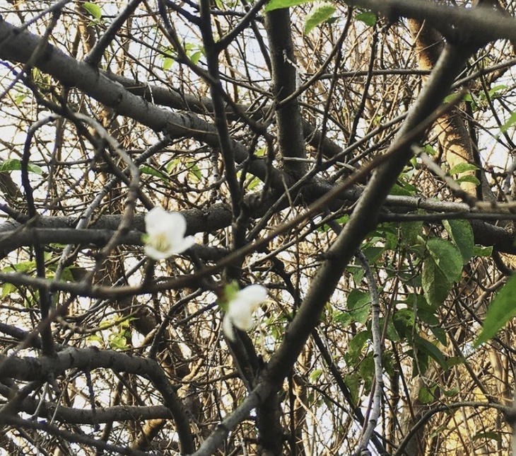 В Ростове-на-Дону в ноябре зацвела сирень. 