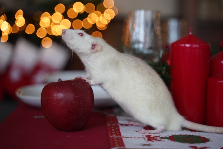 Символ года не лучший подарок: эксперт призывает не дарить крыс на Новый год